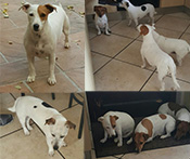 Jack Russel Females