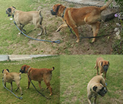 Ridgeback