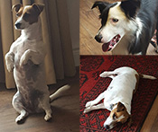 Jack Russel Ike