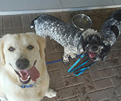 Buddy Retriever