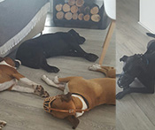 Boxer Vegas