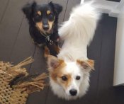 Max and Missy