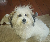 Prince