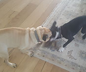Boston Terrier and pug