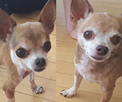 Chihuahuas