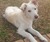Chancey