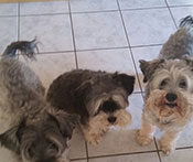 Schnauzer