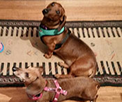 Daxie