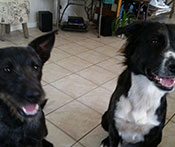 Border Collie