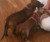 Toffee and Daxie