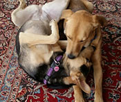 Debbie and Lucky
